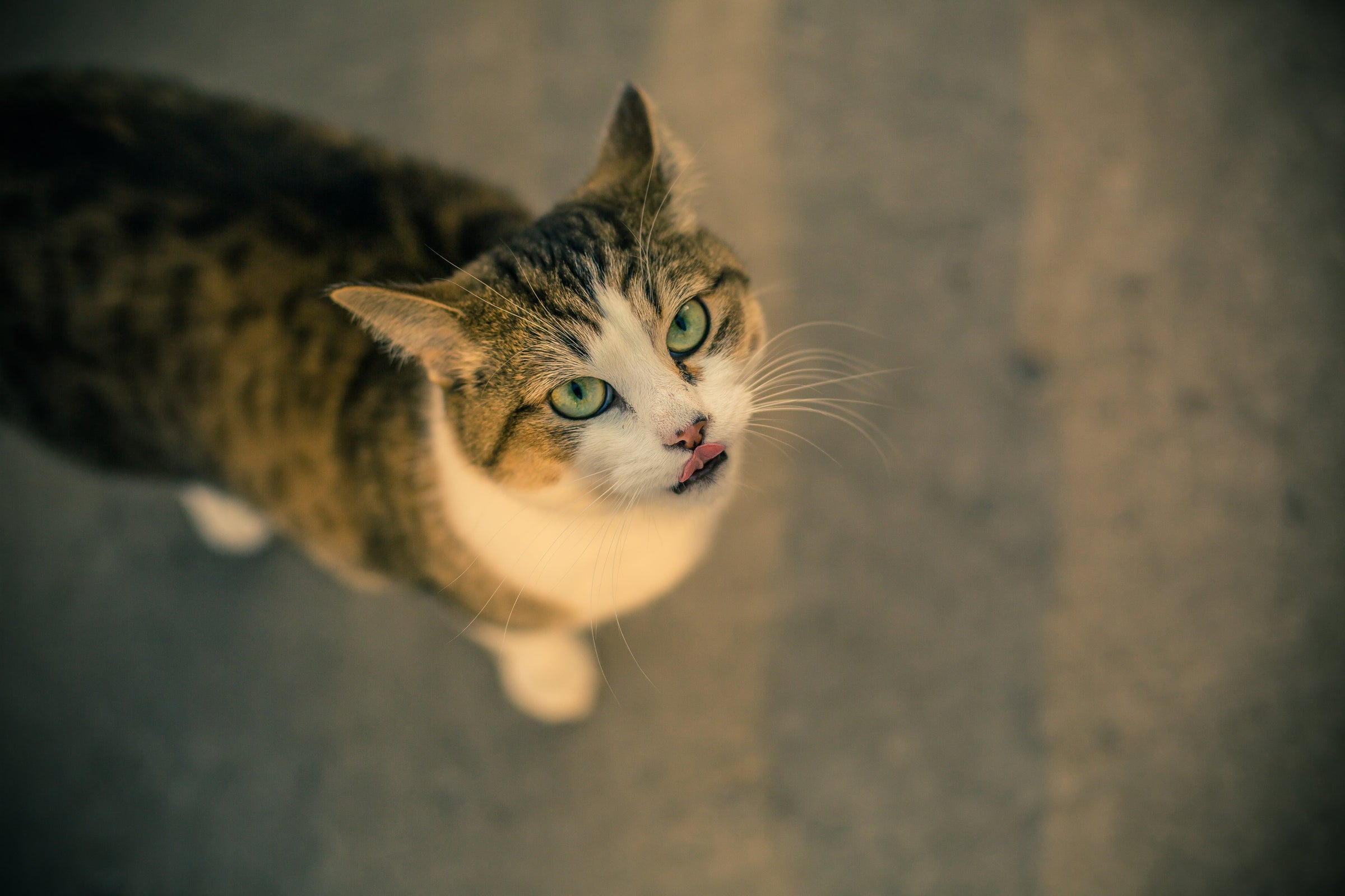 Produkte für Katzen