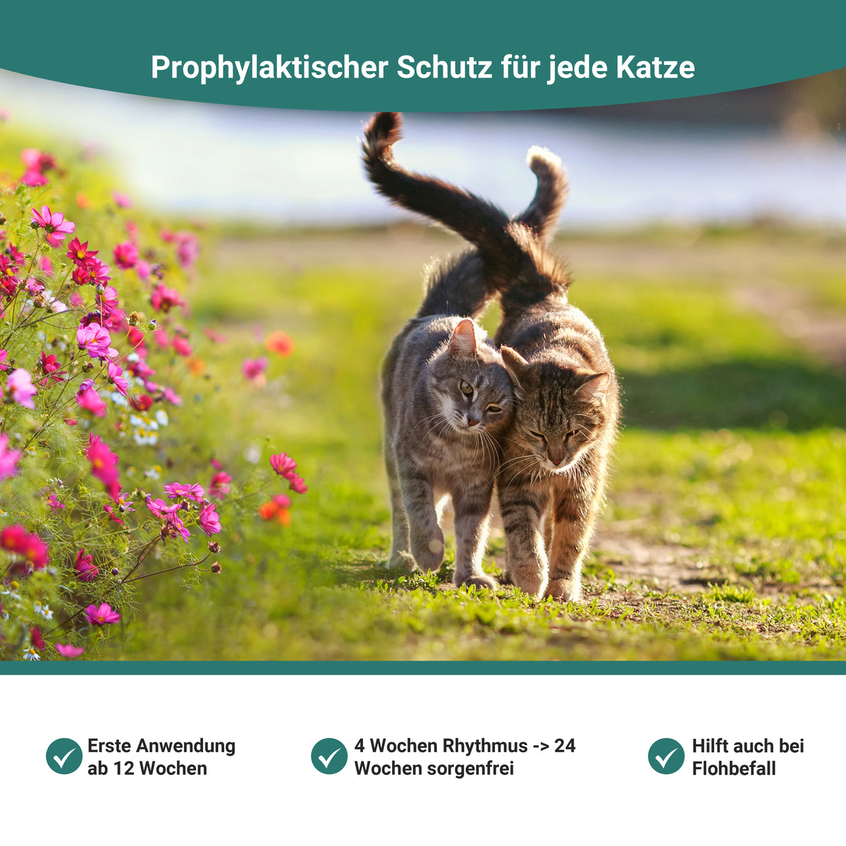 Spot On Zeckenschutz für Katzen