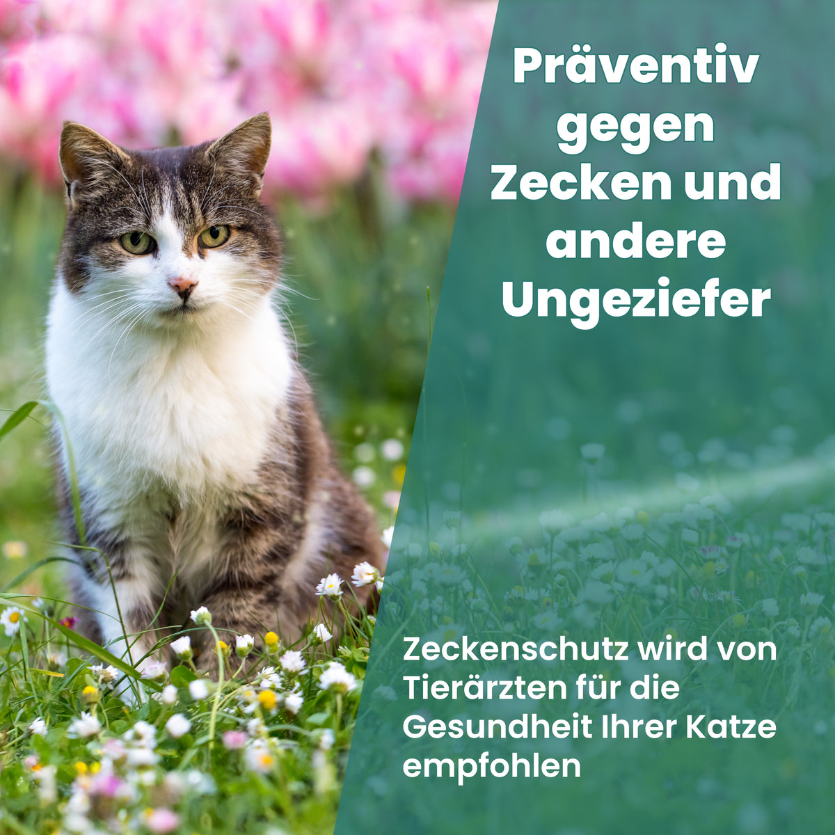 Spot On Zeckenschutz für Katzen