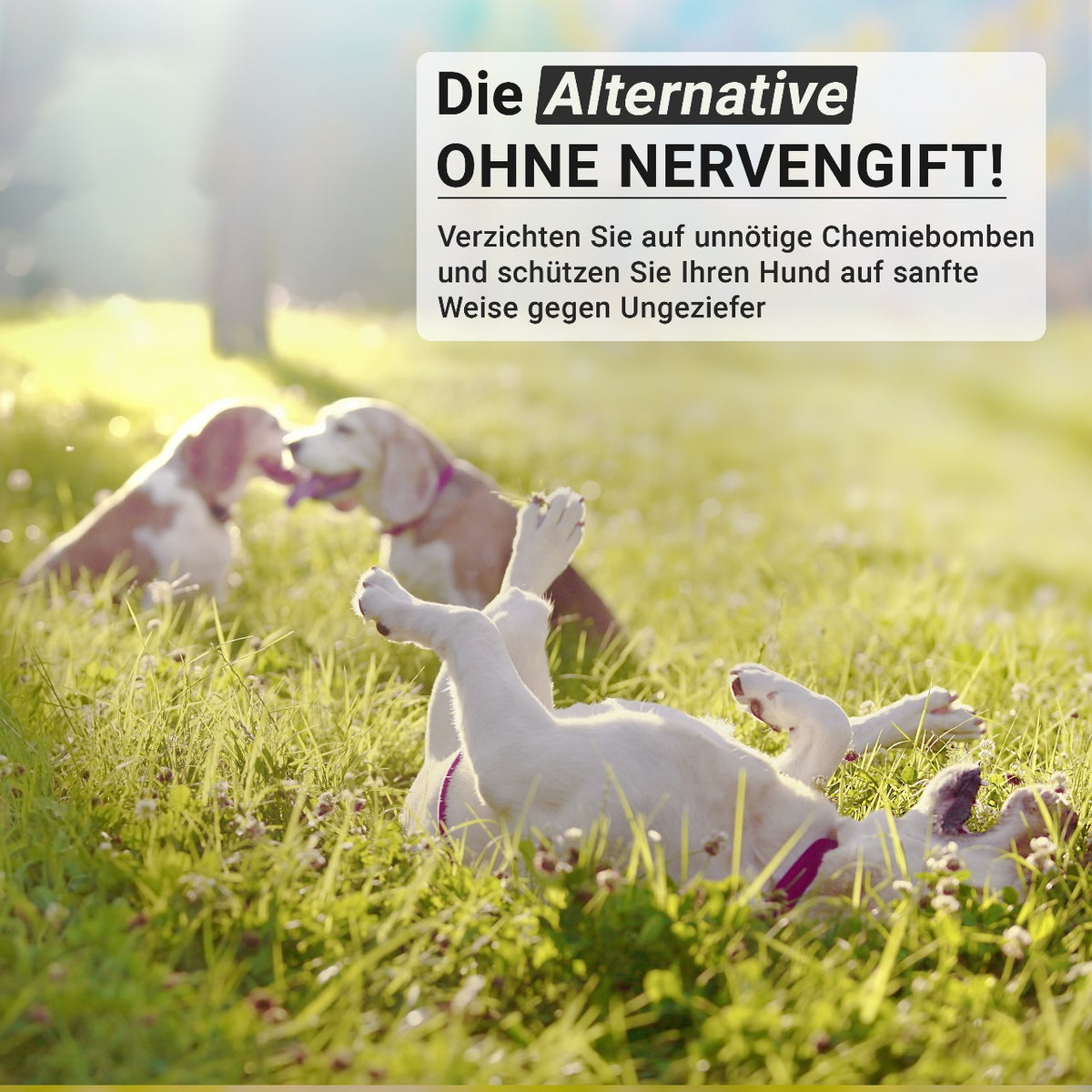 Animal Vita® Zeckenhalsband für Hunde - bis zu 8 Monate Zeckenschutz