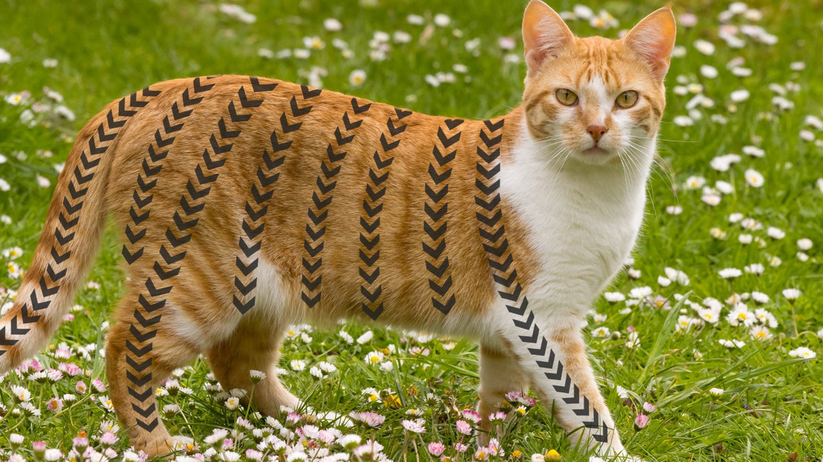 Spot On Zeckenschutz für Katzen